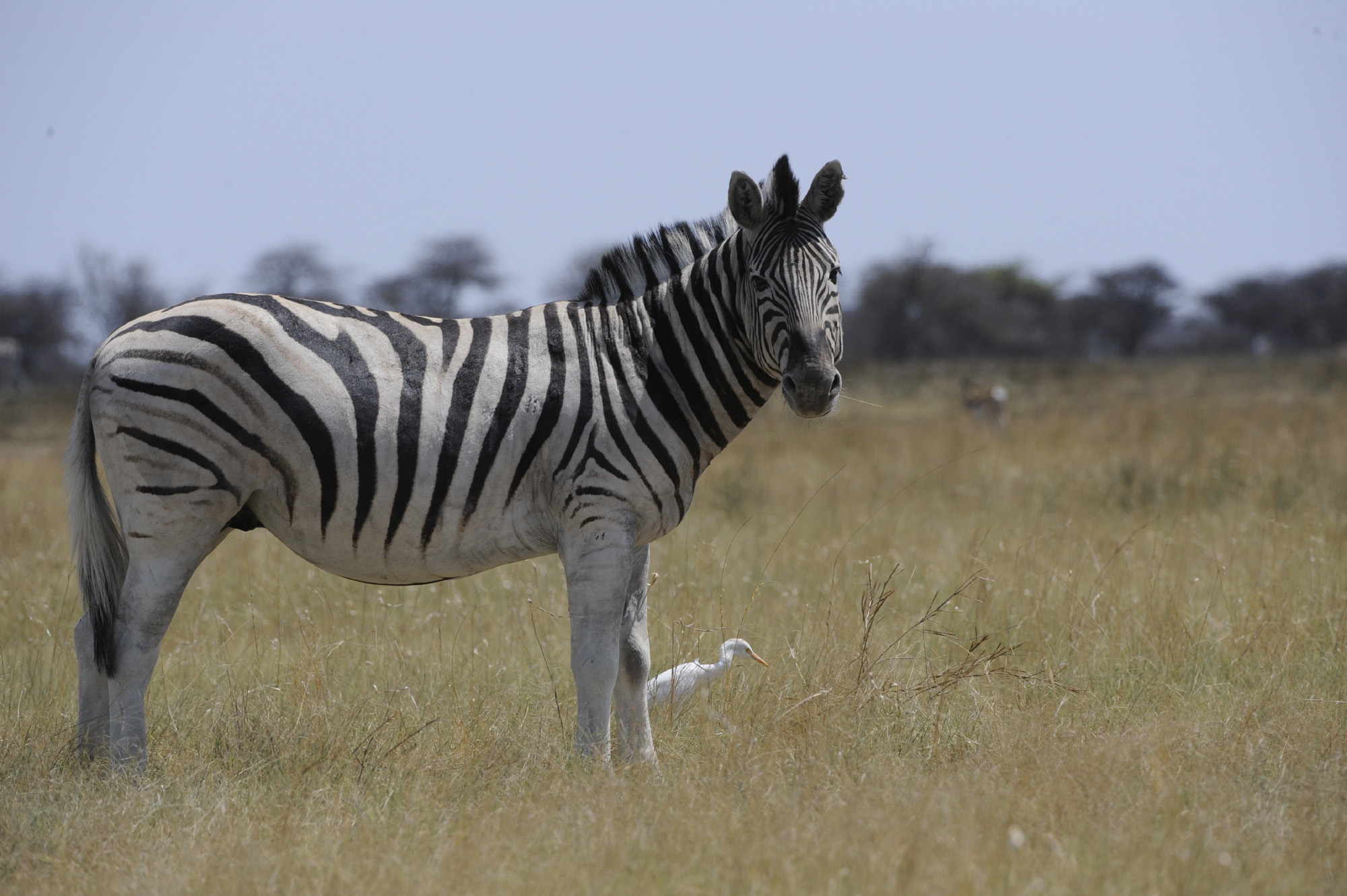 Narina Bush Camp Accommodation Addo Elephant National Park SANParks